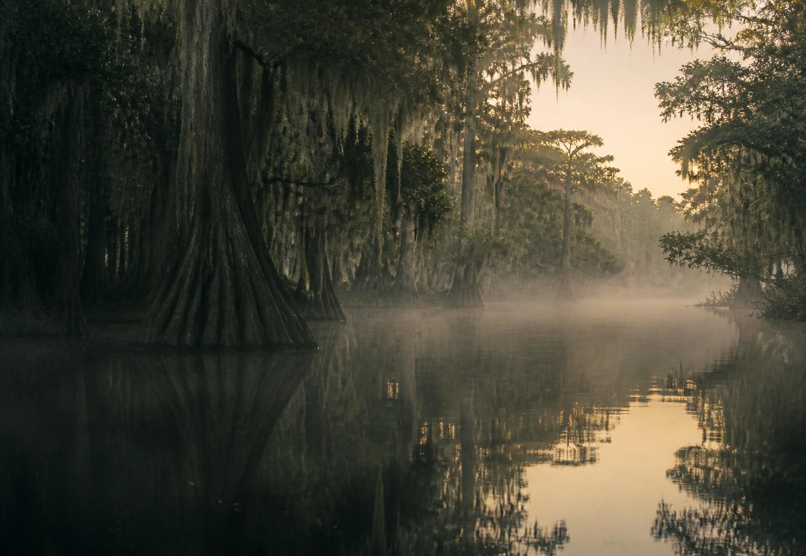 Louisiana bayou at dawn with cypress trees and Spanish moss